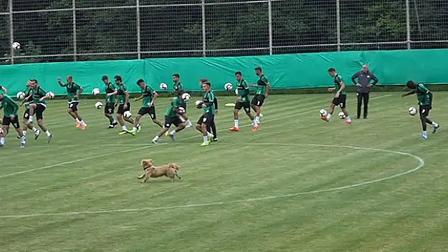 Konyaspor antrenmanına davetsiz misafir