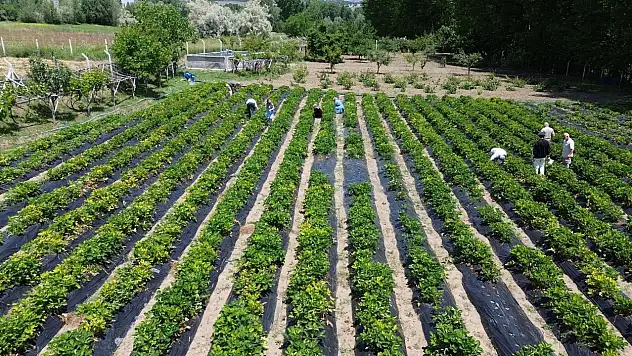 KOP projesiyle 6 bin fide toprakla buluştu