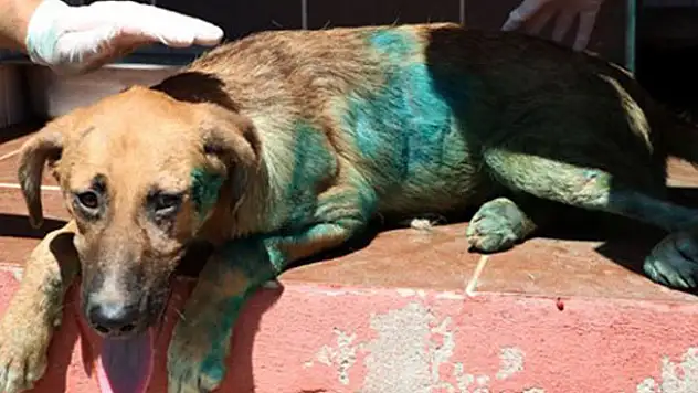 Köpeğe akılalmaz işkence: Vücuduna jiletle 'it' yazdılar