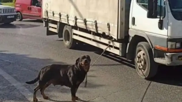 Köpeği hareket halindeki kamyonete bağlayan sürücüye 4 bin 554 lira ceza uygulandı

