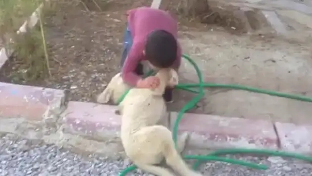Köpeği ısıran çocuk görenleri gülme krizine soktu