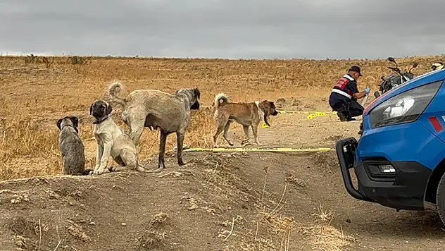 Köpekler, öldürülen sahibinin yanından ayrılmadı