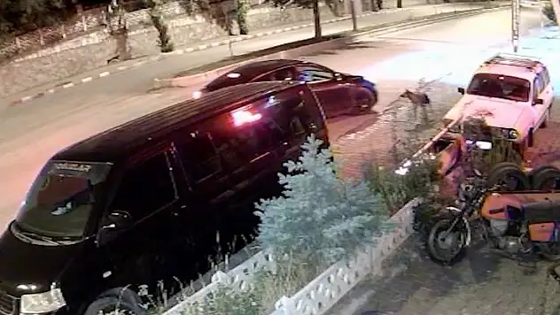 Köpeği önce aracıyla ezmeye çalıştı ardından tüfekle vurarak felç bıraktı