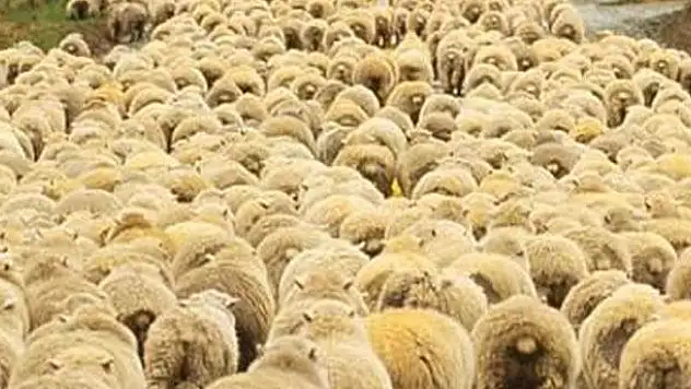 Köpeği zehirleyip, 60 tane koyunu çaldılar