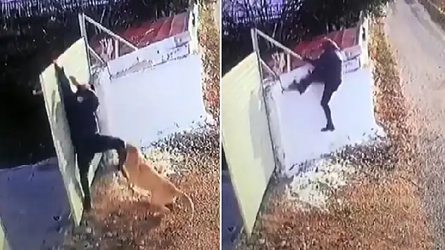 Köpeğin ısırdığı öğretmen demir kapı ve duvara tırmandı o anlar kamerada
