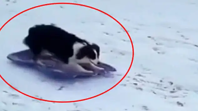 Köpeğin kızak keyfi görenleri şaşırtıyor