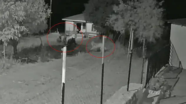 Köpek, 2'si yavru 3 ayıyı eve yaklaştırmadı o anlar kamerada

