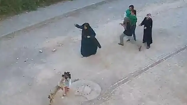 Köpek, ailesinin yanındaki çocuğa saldırdı, o anlar kamerada
