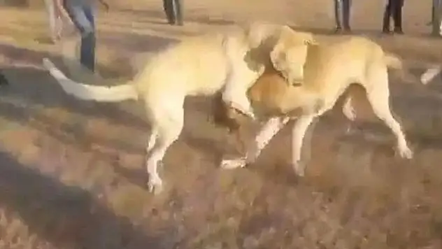 Köpek dövüşüne 533 bin 275 lira ceza
