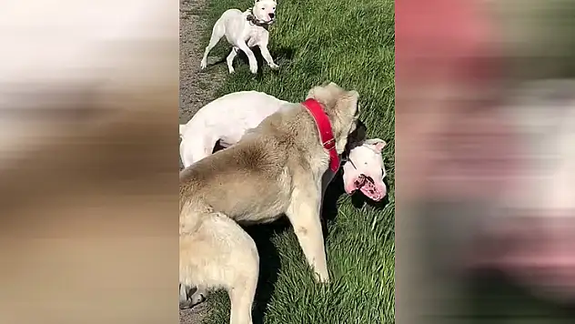 Köpeklerin dövüştürüldüğü video tepki topladı