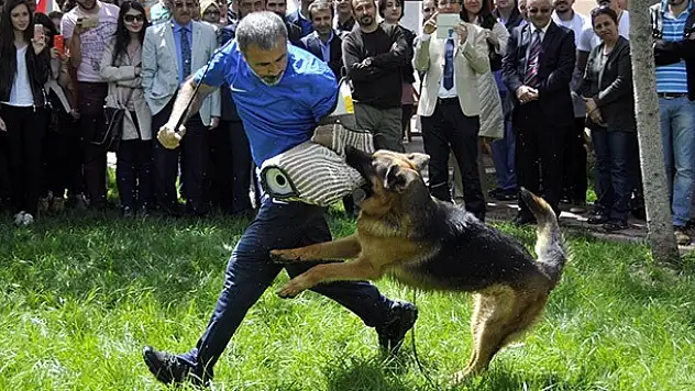 Köpeklerin eğitim gösterisine izleyicilerden yoğun ilgi