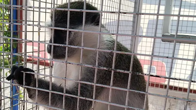Köpeklerin saldırısına uğrayan maymun koruma altına alındı
