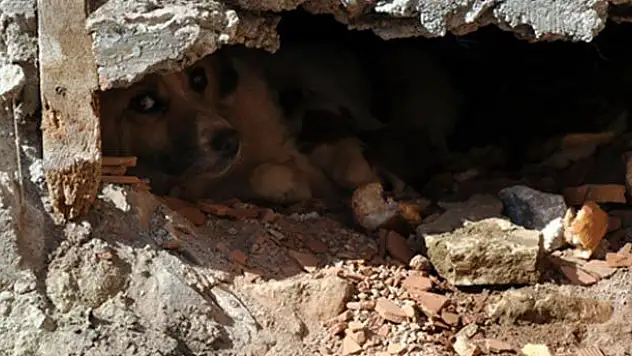 Köpekten annelik dersi