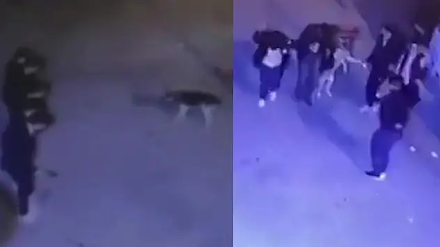Köpekten halay çekerek kaçan beş vatandaş, geri dönüp köpeği de halaylarına kattı