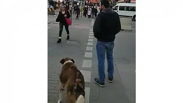Köpekten insanlara trafik ışığı dersi kamerada