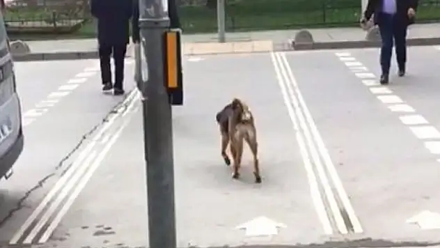 Köpekten insanlık dersi!