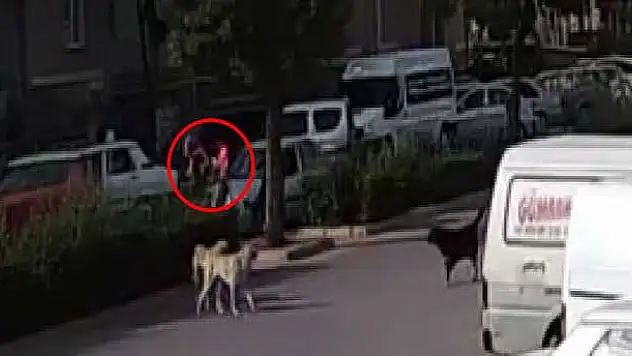 Köpekten korkup kaçan kızlara otomobil çarptı!