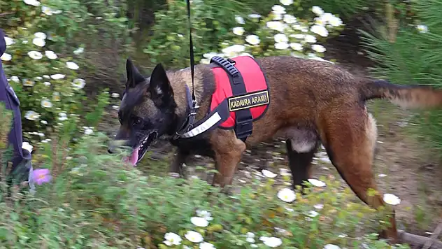 Korhan Berzeg'i arama çalışmaları 315'inci günde sürdürülüyor eğitimli köpek sayısı artırıldı 

