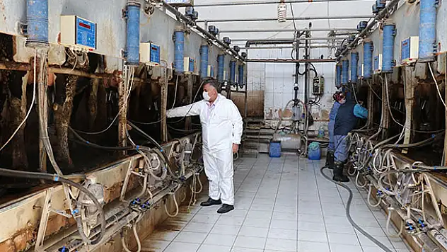 Koronavirüs süt üreticisinin hızını kesemedi
