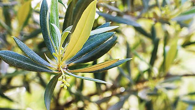 Koronavirüse karşı zeytin yaprağı çayı!
