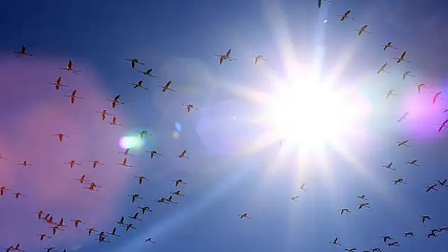 Koruma altındaki 'kuş cenneti' misafirlerini ağırlıyor