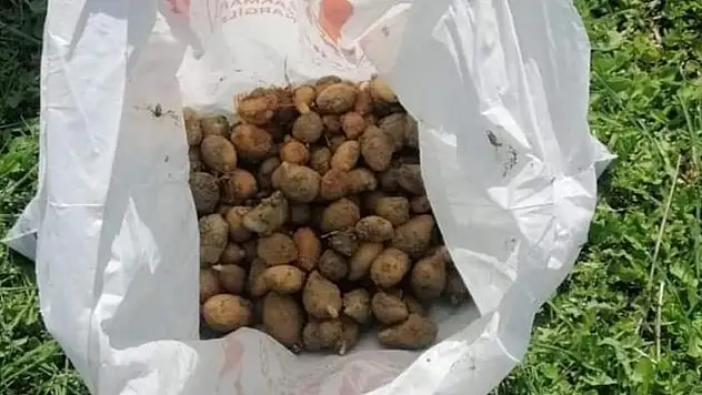Koruma altındaki salep soğanlarını söken 2 kişiye 488 bin TL ceza
