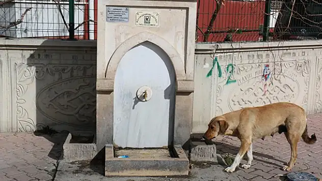 KOSKİ kuş tası ile sokak hayvanlarının su ihtiyacını gideriyor