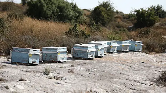 Kovanları çalarken arıların soktuğu genç öldü