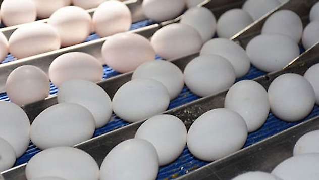 Köy yumurtası bitiyor, numaralı yumurtalar geliyor
