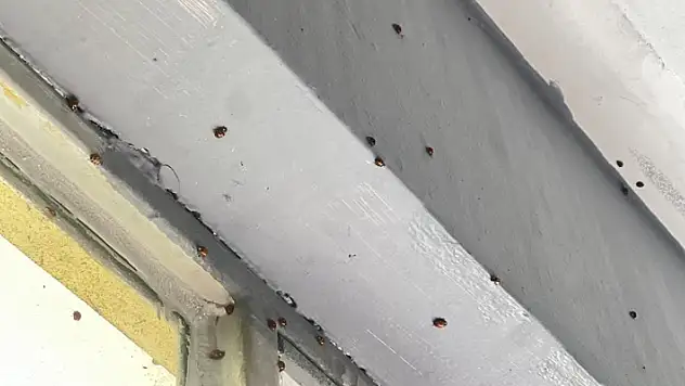 Köyü uğur böcekleri bastı, vatandaş ne yapacağını şaşırdı! 
