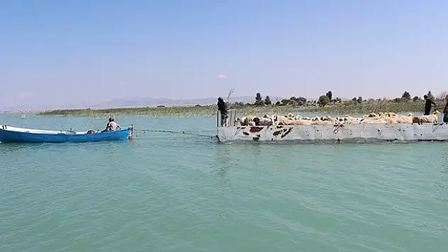Koyun sürüleri salla adaya taşınıyor
