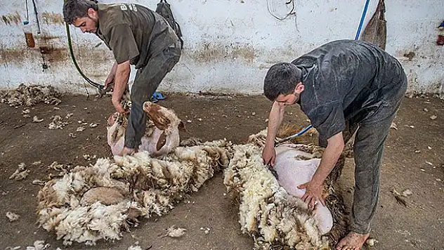 Koyunlar yaz tıraşıyla serinliyor
