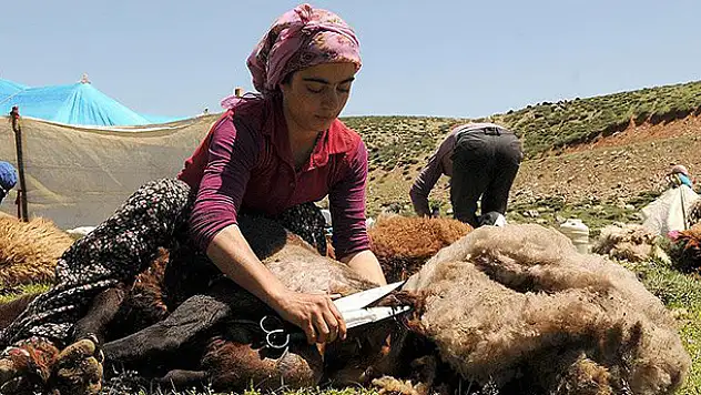 Koyunları kadınlar kırpıyor