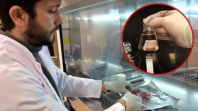 Koyunların kalp kapakçığının insan hücreleriyle uyumlu olduğu belirlendi

