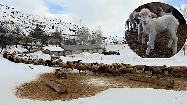 Koyunların kuzulama dönemi başladı
