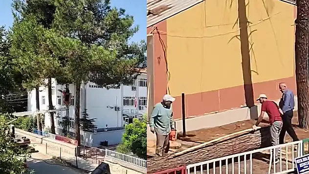 Kozalak düşüyor iddiasıyla kesilen ağaçlar tepkilere neden oldu

