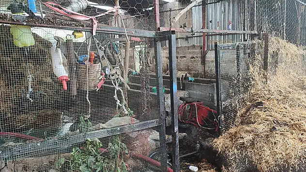 Kozan'da ahırda yangın: 15 inek ve 6 buzağı öldü
