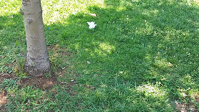 KPSS'nin ardından, parkta dinlendiği ağacın altında başına yorgun mermi isabet etti
