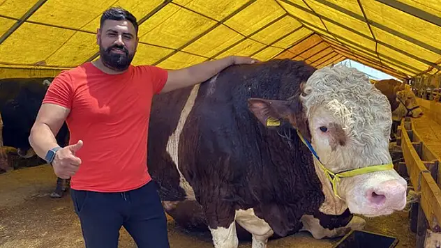 'Kral' ve 'Paşa' alıcılarını bekliyor
