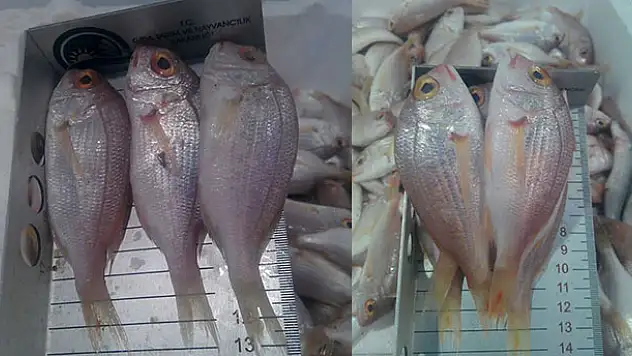 Küçük boy mercan balığı satışına ceza