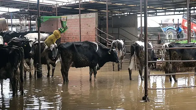 Küçük Menderes Nehri taştı Ödemiş ilçesinde tarım alanları ve ahırları su bastı