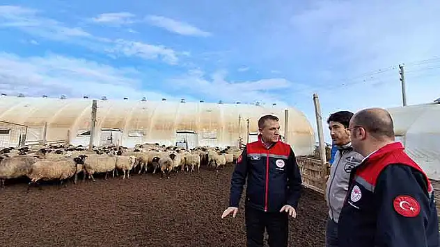Küçükbaş hayvancılıkta Konya atağı
