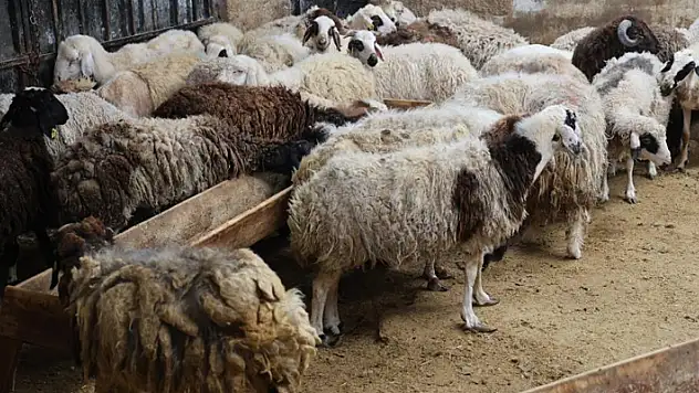 Küçükbaş hayvanda stokçuluğun kurban fiyatlarını artırdığı iddiası
