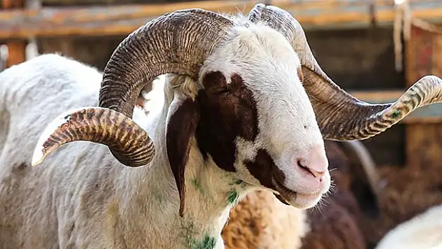 Küçükbaş kurbanlıkların kilogram fiyatı ortalama 23 lira