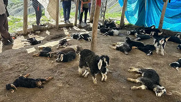 Kulp'ta başıboş köpekler 45 oğlağı telef etti
