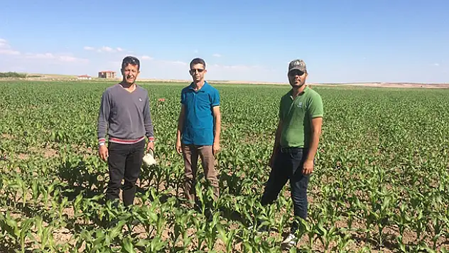 Kulu'da bin 300 dekarlık alanda silaj mısırı kontrolü