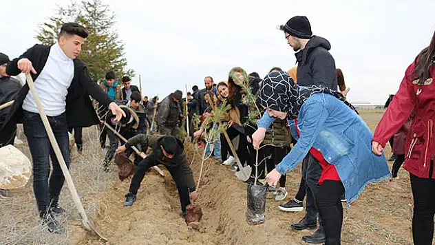 Kulu'da bin çam fidanı toprakla buluşturuldu