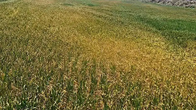 Kulu'da çiftçilere ekim dönemlerini uzatın uyarısı
