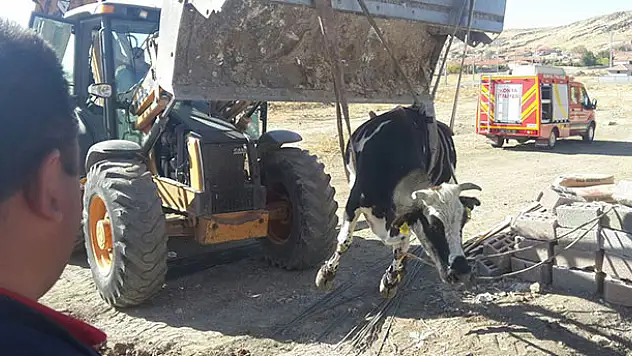 Kulu'da çukura düşen inek kurtarıldı