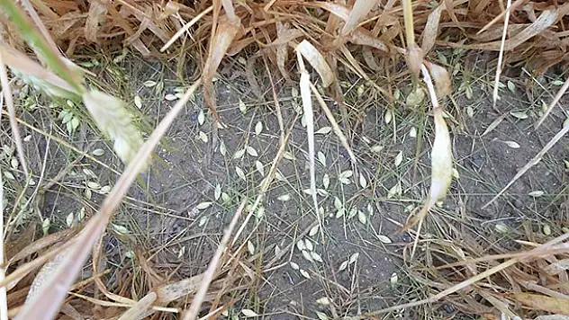 Kulu'da dolu, ekili alanlara zarar verdi